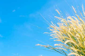 Copy space of grass flower with blue sky and white cloud background.