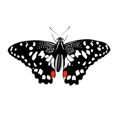 vector color butterfly