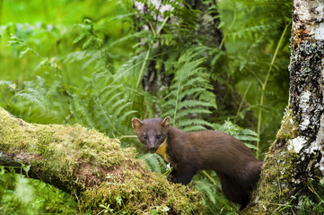 Pine Marten
