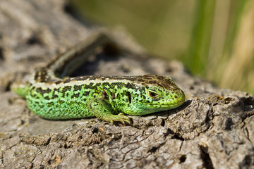 Nice green male sand lizard on old wooden tree.