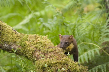 Pine Marten