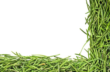 Frame made with fir needles isolated on white background