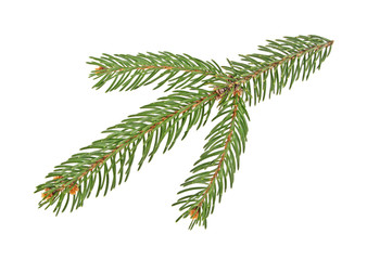 Fir tree branch isolated on a white background