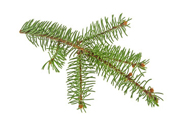 Fir tree branch isolated on a white background