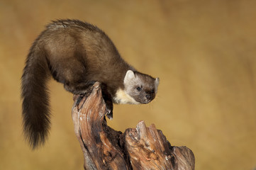 Pine Marten