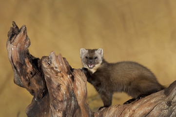 Pine Marten