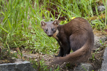 Pine Marten