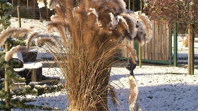 Binsengras bilder Bläddra bland 55 stockfoton, vektorer och videor