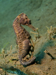 Sea horse