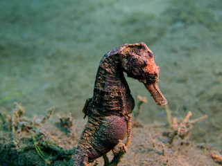 Sea horse