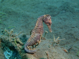 Sea horse