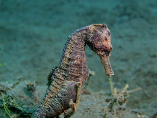 Sea horse