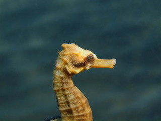 Sea horse