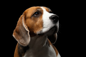 Close-up portrait of Young Beagle dog looking up on isolated black background, front view