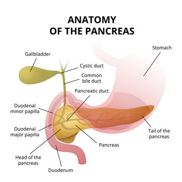 pancreas and the duodenum location