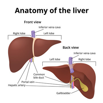 Human organ liver