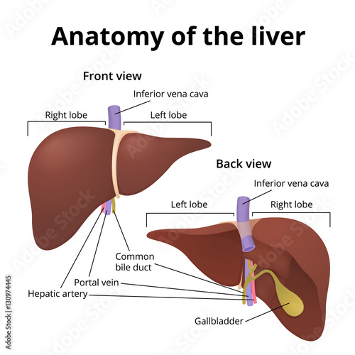Liver Diagram Labeled - Also available for free download.