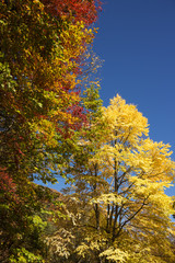 中部山岳のカツラの黄葉