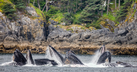 Obraz premium Humpback whales bubble net feeding. Chatham Strait area. Alaska. USA. An excellent illustration.