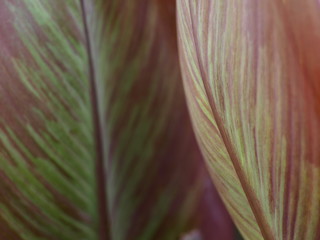  abstract close-up of red leaves of Canna indica 