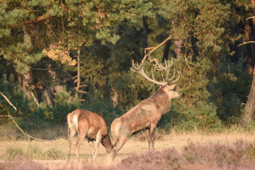 Couple of red deers with does and buck on moorland on National Park Hoge Veluwe in September.