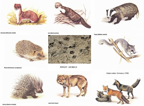 forest animals