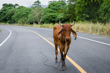 Cow on country road.