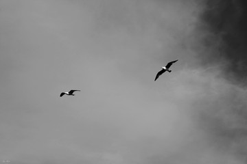 gaviotas