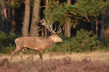 Couple of red deers with does and buck on moorland on National Park Hoge Veluwe in September.