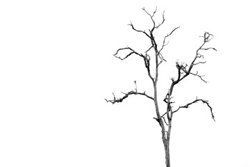 Dead Tree without Leaves