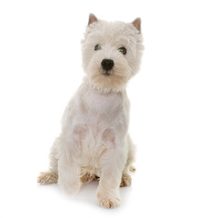puppy west highland white terrier