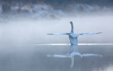 Naklejka premium Cygne sur l'eau