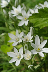 Fototapeta na wymiar White small flowers. Spring beauty.