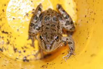 Brown frog in yellow bank