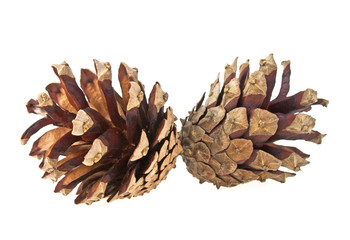 Brown pine cones isolated on white background