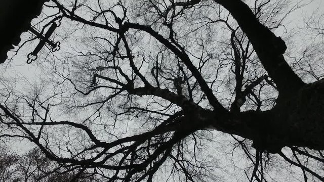 Amazing trees silhouette.