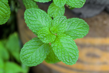 green mint plant grow at vegetable garden