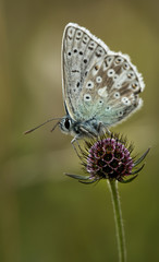 Chalkhill blue on Small Scabious