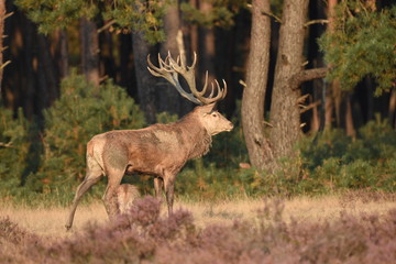 Naklejka na ściany i meble Couple of red deers with does and buck on moorland on National Park Hoge Veluwe in September.