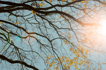 Nature autumn silhouette tree branch on sky abstract background.