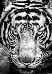 Tiger and his eyes fierce in the black and white style.