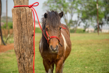 ponei cavalo