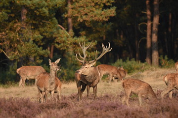 Couple of red deers with does and buck on moorland on National Park Hoge Veluwe in September.