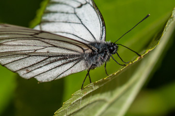 Black-and-white butterfly Aporia crataegi on green leaf close-up, macro