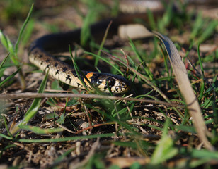 Obraz premium змея, маленький уш,