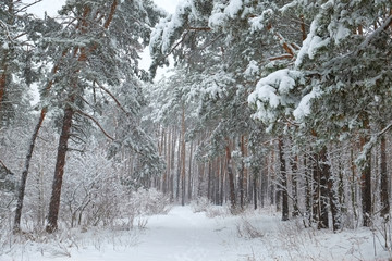 Snow in forest