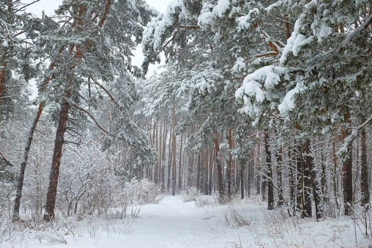 Fototapeta Snow in forest