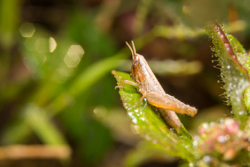 Grasshopper on nature leaves as background