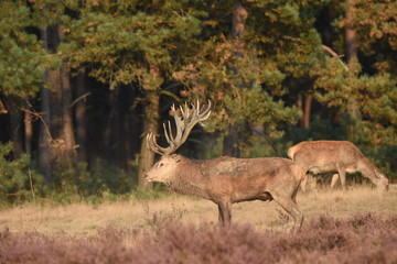 Couple of red deers with does and buck on moorland on National Park Hoge Veluwe in September.