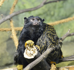 Red-handed tamarin (Saguinus midas)